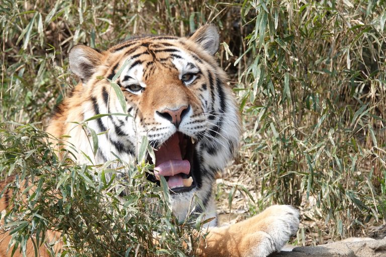 トラのイメージ