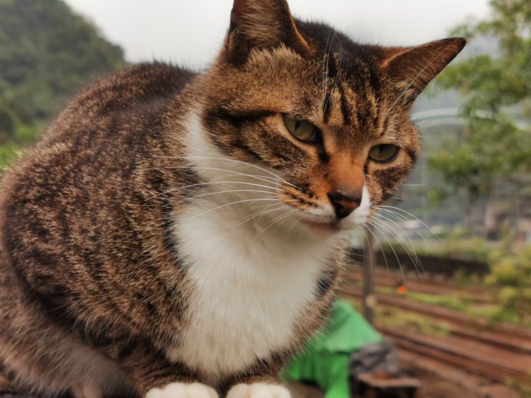 侯硐 Cnnも認めた台湾の猫村 九份とセット観光もok 猫カフェ トロッコがおすすめできない理由